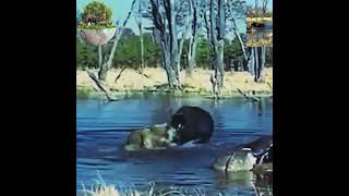 Buffalo vs. Lion fierce clash #video #animals #shortvideos #viral #shortsviral