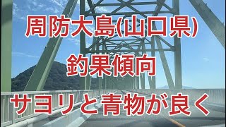 〔山口釣り〕周防大島(山口県)釣果傾向サヨリと青物が良くアジは居ないよ