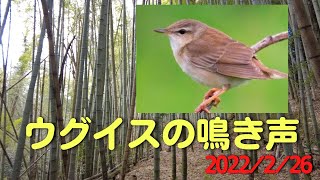 春告げ鳥 ウグイスの鳴き声