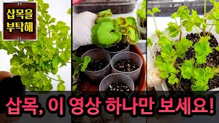 [4K] 제라늄 농사 최적기 삽목을 부탁해~! 뿌리받기 좋은 봄맞이 삽목 총정리, 제라늄 삽목은 이 영상 하나만 보세요!  #제라늄수형 #가지치기 #제라늄 #pelargonium