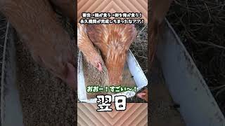 害虫が鶏に食われて！俺が鶏の卵を食って！永久機関が完成しちまったなアア～！！ #Shorts