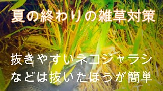 神奈川県・厚木市・愛川町・鳶尾山　夏の終わりには殆どの場所は 『 イネ科の野草 』 が生えまくっていますねえ、どう対策したものか・・・