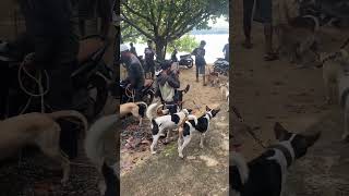 bocil pemburu babi hutan #shortvideo #dog #anjingpemburu #huntingdog