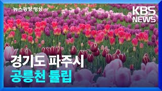 [뉴스광장 영상] 공릉천 튤립 / KBS  2023.05.04.