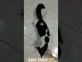 PERTARUHAN sama hebat 🐈