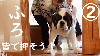 【犬のお世話で終わった日！】ベルの風呂！トリミングなどなど！平凡なセントバーナードの日記A day that ended with taking care of the dog!St Bernard