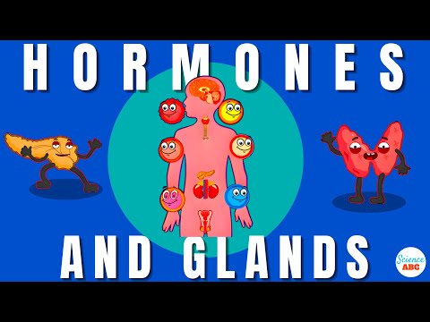 In which processes in humans do hormones play a role select all that apply?