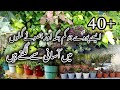 40+Permanent hardy plants for small pots/Best plants for small pots