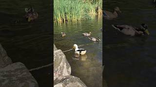 Смешная утка / funny duck 🦆 #shorts #funny #duck #nature #природа #утка #смешно