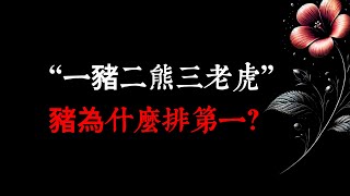 “一豬二熊三老虎”，豬為什么排第一？