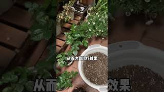 当家里养的花出现枯叶黄叶怎么办？花卉绿植 养花小知识 养花 植物 服务三农支持三农