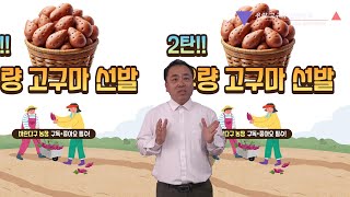 우량 고구마 선발대회