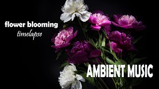 Relaxing Ambient Music & Beautiful Flower Blooming Timelapse - Chill out & Meditate Sounds