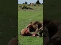 Two male lions fight till death brutal and bloody