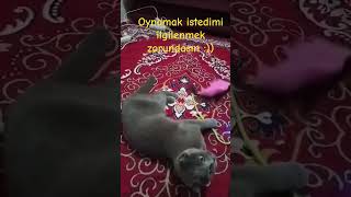 Gelde güzel kedimle oynama :)