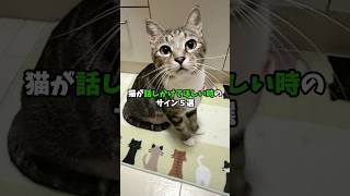 猫が話しかけて欲しい時のサイン5選　#猫 #ねこ #保護猫 #猫のいる暮らし #猫のいる生活 #雑学 #cat #猫好きさんと繋がりたい #猫好き VOICEVOX:青山龍星