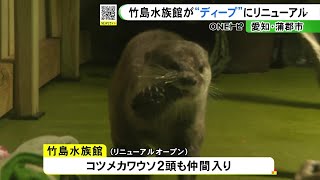 コツメカワウソも仲間入り…深海生物の展示等で人気の竹島水族館 リニューアルでさらに“ディープ”に