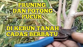 pruning, pengurangan cabang dan potong pucuk