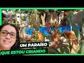 Tour PLANTAS no QUINTAL de CASA | atualização de algumas como estão, comprinhas...