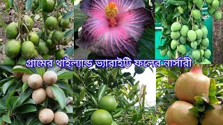 গ্রামের থাইল্যান্ড ভ্যারাইটি ফলের সুমনা নার্সারি | habra fruit Sumona nursery