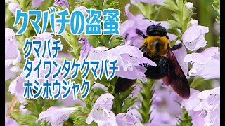 クマバチの盗蜜