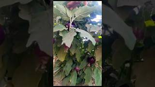 ek paudhe se Itni sari harvesting#viralvideo #plants #vegitablegarden 😵😳🤔