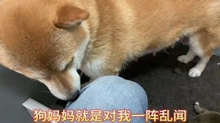 刚到产房柴犬妈妈对主人全身检查，一阵乱闻，熟悉后才让碰幼犬！