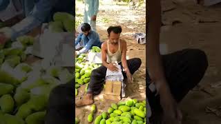 Mango Harvesting in Sindh, Pakistan #shorts