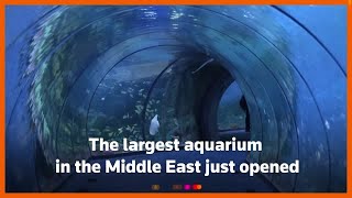 Middle East's largest aquarium opens in Abu Dhabi