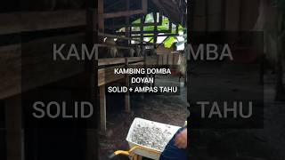 YANG BENER⁉️ Pakan habis dilahap‼️ #pakan #ternak #solid #tahu #sapi #kambing #shorts #shortvideo