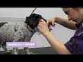 dog bites groomer gets hung in the harness of humiliation