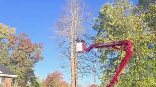 Spring is the perfect time to refresh your trees in Kalamazoo, MI 🌱