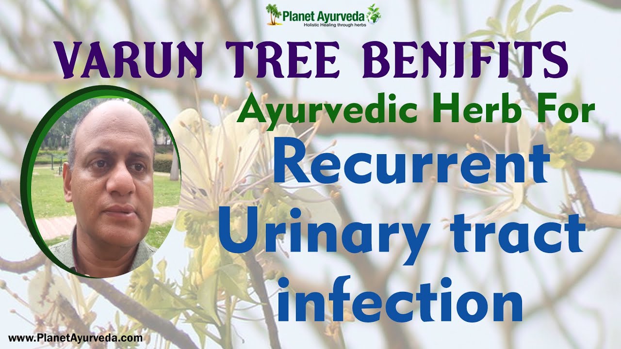 Ayurvedic Herb For Recurrent Urinary Tract Infection - Varun Tree - YouTube