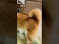 柴犬福 姉を舐めた後に祖母でお口直しする柴犬🤣grandma and shiba🤣 姉と柴 shorts funny funnydog dogshorts shiba 柴犬 시바견