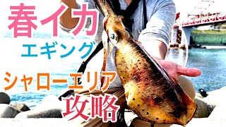 【エギング】シャローエリアで釣る！春イカエギング！！