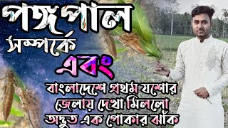 বাংলাদেশের যশোর জেলায় দেখা মিল্ল নতুন এক পোকার ঝাঁক এবং পঙ্গপাল সম্পর্কে বিস্তারিত তথ্য