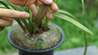 教你1招，如何分辨以及清除，兰花叶片黑斑-焦尖-炭疽