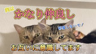 #161【保護猫】何時もはお互い別々な事をしててもお互いの行動を常に意識して気付けば側に行ってますお互いがお互いを尊重しているようです