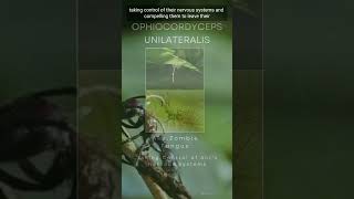 🧟‍♂️ Unleashing the Zombie Fungus: Nature’s Astonishing Mind Control in the Amazon 🌿