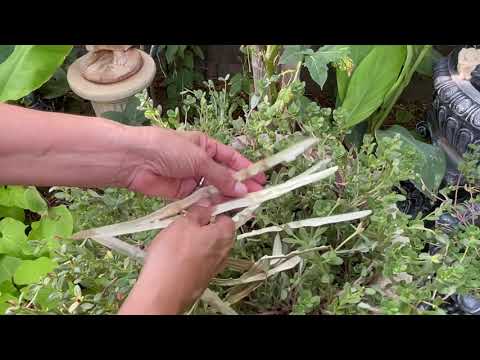 What are seed pods used for?