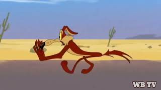 The Roadrunner and the Coyote  New episodes  from The Looney Tunes Cartoons