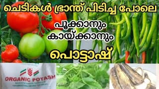 💯കൂടുതൽ വിളവിന് പൊട്ടഷ് അടങ്ങിയ ജൈവവളം | Organic Potash | Organic fertilizer containing Potash