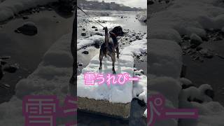 メイちゃん #雪遊び #ミックス犬 #ビーグル #フレンチブルドッグ #mixdog #dog #doglover #snow