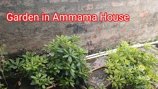 Ammamma’s Home Garden Tour | Garden | Tour | Telugu | Village | Ammamma Garden