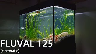 Fluval Roma 125 Review(ish) - Cinematic