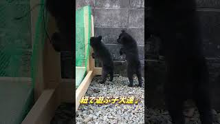 【甲斐犬子犬】紐大好き！ #shorts