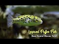 Leopard Puffer Fish | Ikan Buntal Macan Tutul