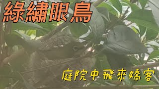 2023/5/20 綠繡眼鳥， 桂花樹上築巢， 香妃火鶴， 鳳仙花， 日日春 ， 石蓮花， 在一夜豪雨下，依舊展現生命美好(齡齡生活日記)