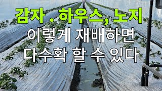 감자. 하우스, 노지, 이렇게 재배하면 다수확 할 수 있다