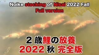 【錦鯉】2歳鯉の放養 2022秋 完全版　Noike stocking of Nisai 2022 Fall Full version【koi】